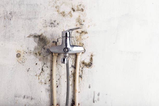 Best Black Mold Remediation in Lake Forest, CA