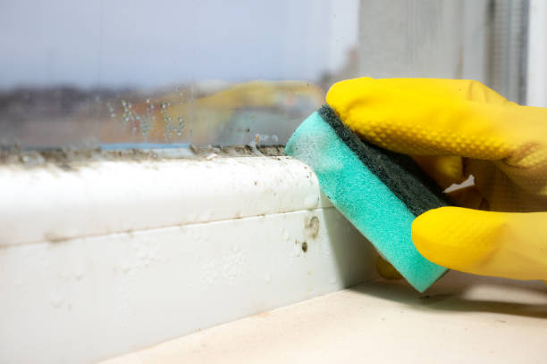 Best Commercial Mold Remediation in Lake Forest, CA