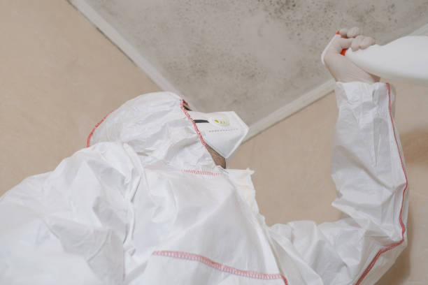 Best Residential Mold Remediation in Lake Forest, CA