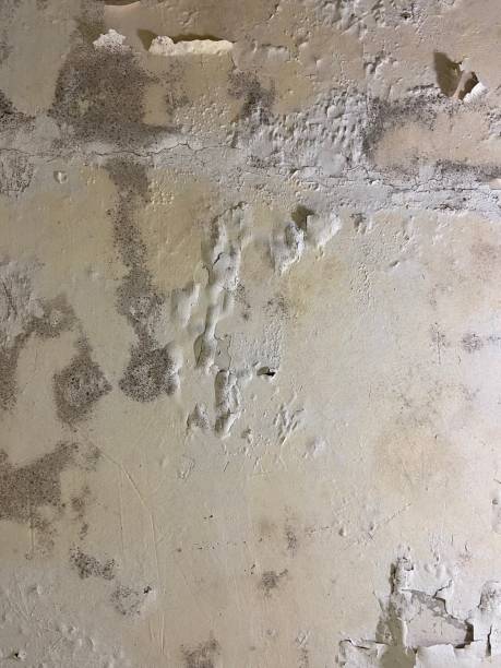 Best Mold Remediation for Specific Building Types in Lake Forest, CA