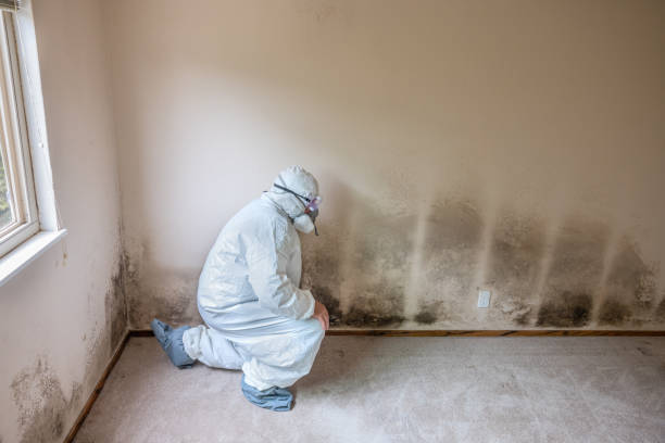 Best Commercial Mold Remediation in Lake Forest, CA
