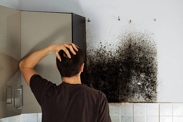 Best Kitchen Mold Remediation in Lake Forest, CA