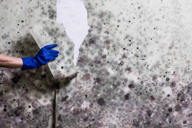 Best Attic Mold Remediation in Lake Forest, CA